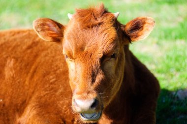 Portre fotoğrafı genç boğa yakın çekim