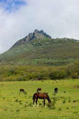 Güzel atlar bir dağ çayırında otlar, taylar. Kırım dağları. Kırım Yarımadası. Yarımada Rusya Federasyonu 'na katılmıştı. Ukrayna. 