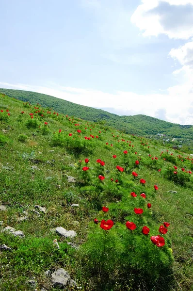 Hermosas flores crecen en las montañas. Inusuales plantas maravillosas contra el fondo de hierba verde en las colinas. Península de Crimea. La península fue anexada a la Federación Rusa. Ucrania — Foto de Stock