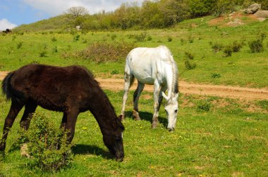 Güzel atlar bir dağ çayırında otlar, taylar. Kırım dağları. Kırım Yarımadası. Yarımada Rusya Federasyonu 'na katılmıştı. Ukrayna. 