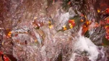 Shypit Karpat Ulusal Parkı 'ndaki harika dağ deresinin 4K görüntüsü. Ağaçlardan düşen yaprakların parlak sonbahar renkleri. Ormanı kış dönemine hazırlıyorum. Karpat Dağları Ukrayna