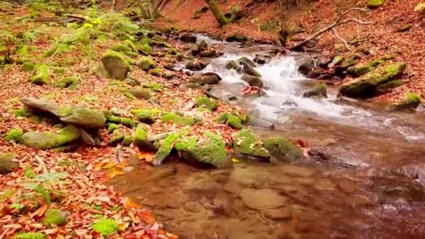 4K felvétel csodálatos hegyi patakról a Shypit Karpat Nemzeti Parkban. A fák lehulló leveleinek élénk őszi színei. Felkészítem az erdőt a téli időszakra. Kárpátok Ukrajna — Stock videók
