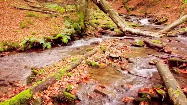 4K beelden van prachtige bergbeekjes in het Shypit Karpat National Park. Heldere herfstkleuren van bladeren die van bomen vallen. Voorbereiding van het bos voor de winterperiode. Karpaten Oekraïne — Stockvideo