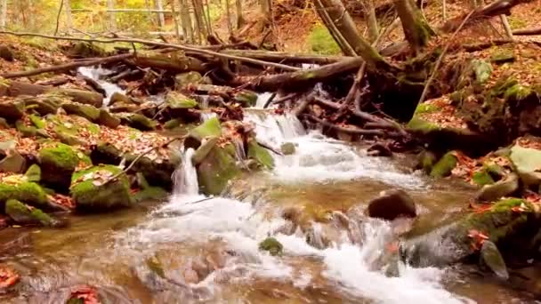 4K-bilder av underbar fjällbäck i Shypit Karpats nationalpark. Ljusa höstfärger av löv som faller från träd. Förbereda skogen för vinterperioden. Karpaterna i Ukraina — Stockvideo