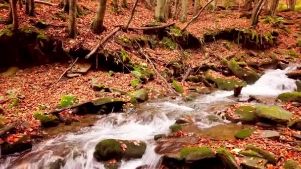 4K felvétel csodálatos hegyi patakról a Shypit Karpat Nemzeti Parkban. A fák lehulló leveleinek élénk őszi színei. Felkészítem az erdőt a téli időszakra. Kárpátok Ukrajna — Stock videók