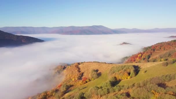 Perasaan indah awan yang bergerak di gunung setelah hujan. Terbang di atas awan selama matahari terbit, atas pandangan awan dan pegunungan dari drone. Carpathians, lulus Synevyr, Ukraina. — Stok Video