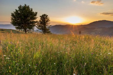 Yaza kadar harika panoramik manzaralı kır çiçekleri. Kamyanka Dağı 'nın yukarısındaki Carpathian Dağları, Synevir geçidi. Ukrayna. 
