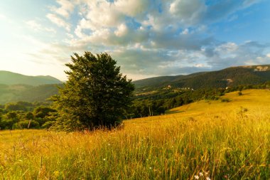 Yaza kadar harika panoramik manzaralı kır çiçekleri. Kamyanka Dağı 'nın yukarısındaki Carpathian Dağları, Synevir geçidi. Ukrayna. 