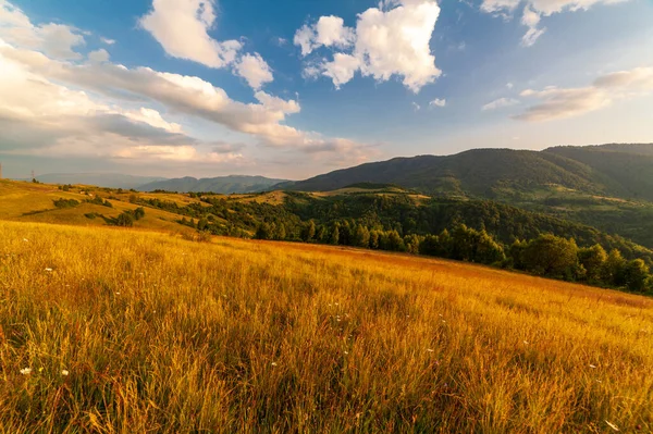 Underbart panoramautsikt fält av vilda blommor på sommaren. Området kring Karpaterna ovanför Kamyanka berget, Synevir passerar. Ukraina. — Stockfoto