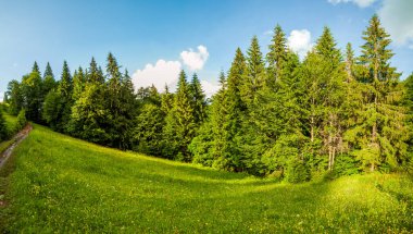 wer yeşil çam ağacı orman küçük toprak yolda