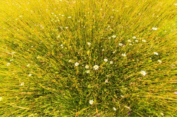 Grüner Rasen nach dem Rasenmähen. Hintergrundinformationen zum grünen Feld — Stockfoto
