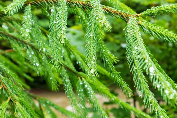 Mavi ladin dal makro, ladin tomurcukları. Taze büyüyen köknar dal filizleri, ladin dalı kozalaklı bulanık arka plan üzerinde.