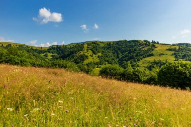 Yaza kadar harika panoramik manzaralı kır çiçekleri. Kamyanka Dağı 'nın yukarısındaki Carpathian Dağları, Synevir geçidi. Ukrayna. 