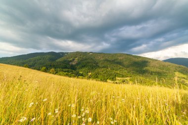 Yaza kadar harika panoramik manzaralı kır çiçekleri. Kamyanka Dağı 'nın yukarısındaki Carpathian Dağları, Synevir geçidi. Ukrayna. 