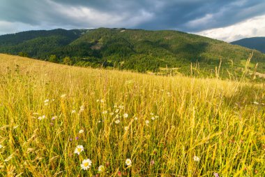 Yaza kadar harika panoramik manzaralı kır çiçekleri. Kamyanka Dağı 'nın yukarısındaki Carpathian Dağları, Synevir geçidi. Ukrayna. 