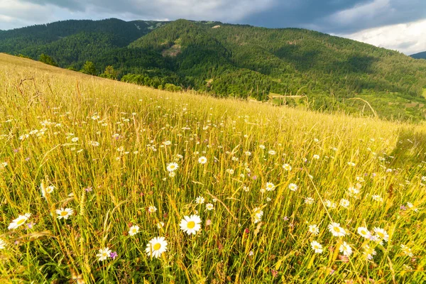 Underbart panoramautsikt fält av vilda blommor på sommaren. Området kring Karpaterna ovanför Kamyanka berget, Synevir passerar. Ukraina. — Stockfoto