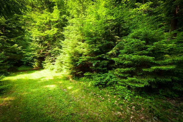 Un sentiero lungo una strada sterrata tagliata attraverso una fitta foresta decidua con alberi che mettono le loro radici nella zona dei Carpazi sopra il monte Kamyanka, passo Synevir. Ucraina. — Foto Stock