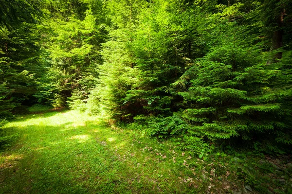 Um caminho ao longo de uma estrada de terra cortada através de uma densa floresta decídua com árvores descascando suas raízes na área das Montanhas Cárpatas acima da Montanha Kamyanka, Synevir passar. Ucrânia. — Fotografia de Stock