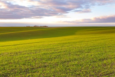 Mavi gökyüzü ve bulutlu buğday tarlası. Doğa manzarası. Ukrayna 'nın kırsal kesiminde. Zengin hasat kavramı. 