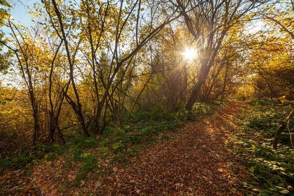Percorso boschivo autunnale con bellissimi colori. catena montuosa dei Carpazi. Ucraina. — Foto Stock