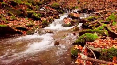 Shypit Karpat Ulusal Parkı 'ndaki harika dağ deresinin 4K görüntüsü. Ağaçlardan düşen yaprakların parlak sonbahar renkleri. Ormanı kış dönemine hazırlıyorum. Karpat Dağları Ukrayna