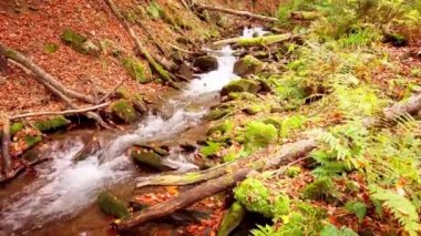 Shypit Karpat Ulusal Parkı 'ndaki harika dağ deresinin 4K görüntüsü. Ağaçlardan düşen yaprakların parlak sonbahar renkleri. Ormanı kış dönemine hazırlıyorum. Karpat Dağları Ukrayna