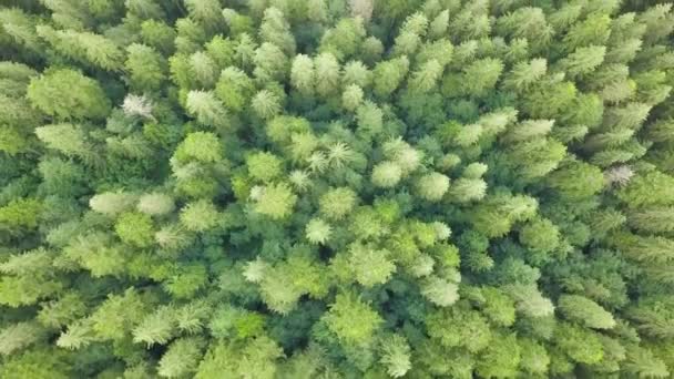 Úžasné záběry lesa v Karpatech od trubce. Širokoúhlý panoramatický záběr krásných stromů na Synevyrově louce vedle jezera Synevyr. Krásné krajiny Karpat na Ukrajině — Stock video