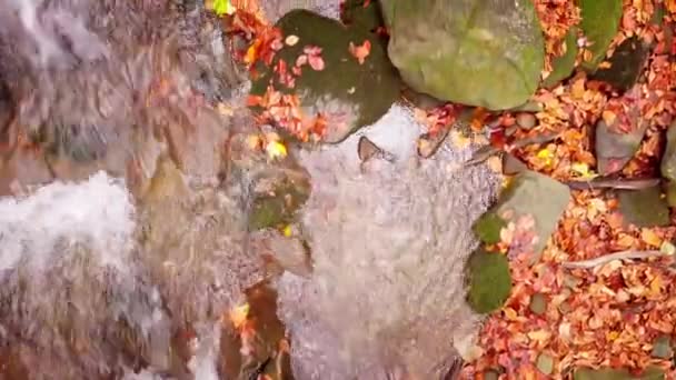 Shypit Karpat国立公園の素晴らしい渓流の4K映像。木々から落ちる葉の明るい秋の色。冬の間森を準備する。カルパチア山脈ウクライナ — ストック動画