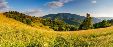 Yaza kadar harika panoramik manzaralı kır çiçekleri. Kamyanka Dağı 'nın yukarısındaki Carpathian Dağları, Synevir geçidi. Ukrayna. 