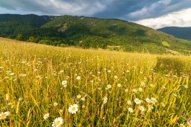 Yaza kadar harika panoramik manzaralı kır çiçekleri. Kamyanka Dağı 'nın yukarısındaki Carpathian Dağları, Synevir geçidi. Ukrayna. 