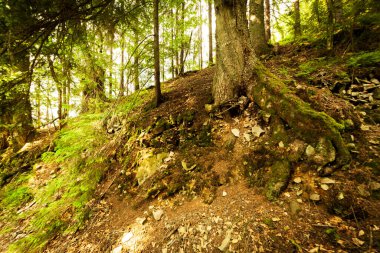 Toprak bir yol boyunca uzanan patika yolu, yoğun bir yaprak döken ormanın içinden geçer. Ağaçlar kökünü Kamyanka Dağı 'nın yukarısındaki Karpat Dağları' ndan alır. Synevir Geçidi. Ukrayna.