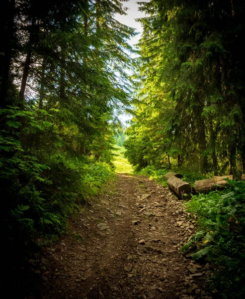 Um caminho ao longo de uma estrada de terra cortada através de uma densa floresta decídua com árvores descascando suas raízes na área das Montanhas Cárpatas acima do Lago Synevyr. Ucrânia. — Fotografia de Stock