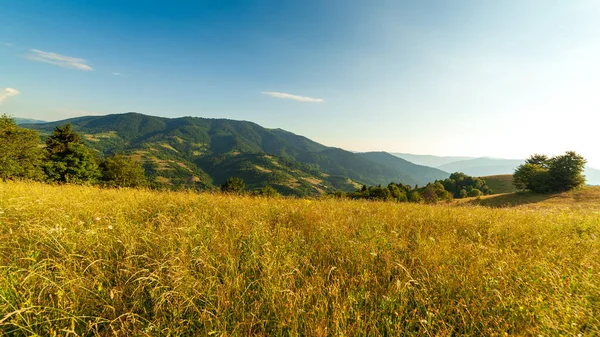 Underbart panoramautsikt fält av vilda blommor på sommaren. Området kring Karpaterna ovanför Kamyanka berget, Synevir passerar. Ukraina. — Stockfoto