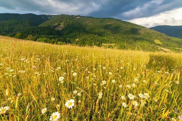 Maravilloso campo panorámico de flores silvestres para el verano. Área de las Montañas Cárpatas sobre la Montaña Kamyanka, paso Synevir. Ucrania. — Foto de Stock