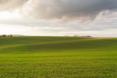 Mavi gökyüzü ve bulutlu buğday tarlası. Doğa manzarası. Ukrayna 'nın kırsal kesiminde. Zengin hasat kavramı. 