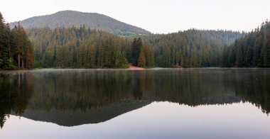 Güzel doğa ve bereketli yeşil ormanlar ve Karpatlar 'ın incisinin etrafındaki bitki örtüsüyle harika bir manzara - Synevyr Gölü. Ukrayna 'daki Karpatlar. Büyük köknar üzerinde mistik sis. 