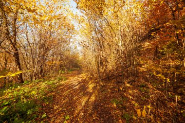 Güzel renkleri olan sonbahar ormanlık yolu. Karpat Dağları. Ukrayna.