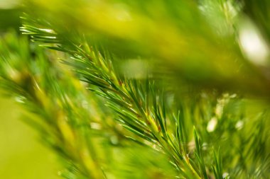 Mavi ladin dal makro, ladin tomurcukları. Taze büyüyen köknar dal filizleri, ladin dalı kozalaklı bulanık arka plan üzerinde.