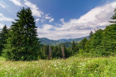 Yaza kadar harika panoramik manzaralı kır çiçekleri. Kamyanka Dağı 'nın yukarısındaki Carpathian Dağları, Synevir geçidi. Ukrayna. 