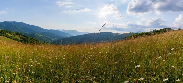 Yaza kadar harika panoramik manzaralı kır çiçekleri. Kamyanka Dağı 'nın yukarısındaki Carpathian Dağları, Synevir geçidi. Ukrayna. 