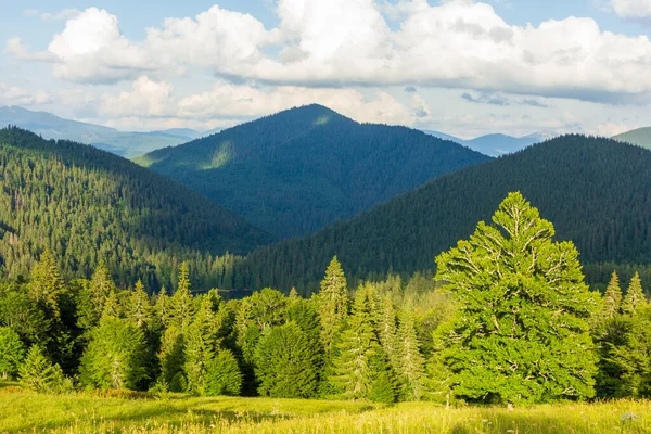 Schöne Natur und wunderbare Landschaft mit üppig grünen Wäldern und Vegetation im Synevyr-Tal der Karpaten in der Ukraine. Frisch grüne Wiesen und blühende Wildblumen. — Stockfoto