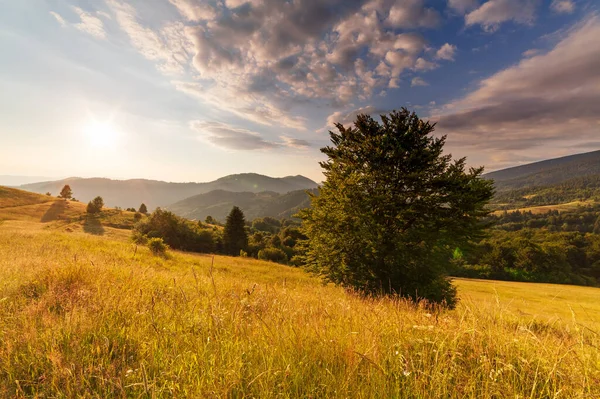 Prachtig panoramisch uitzicht veld van wilde bloemen in de zomer. Gebied van het Karpaten gebergte boven Kamyanka Mountain, Synevir pas. Oekraïne. — Stockfoto