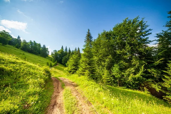 Strada di campagna all'ombra del verde fogliame degli alberi in una giornata di sole contro un cielo blu con le nuvole — Foto Stock