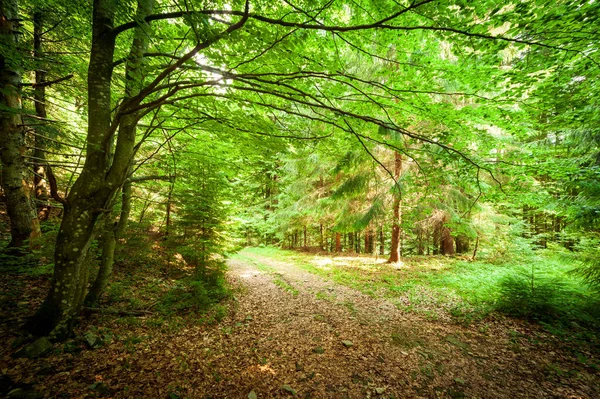 Ścieżka wzdłuż polnej drogi przecinającej gęsty las liściasty z drzewami obnażającymi swoje korzenie w rejonie Karpat nad górą Kamyanka, przełęcz Synevir. Ukraina. — Zdjęcie stockowe