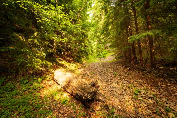 Bela vista panorâmica de um tronco podre deitado em uma estrada florestal. Ucrânia, Cárpatos, Kamenka, Synevyr pass. — Fotografia de Stock