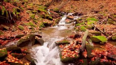 Shypit Karpat Ulusal Parkı 'ndaki harika dağ deresinin 4K görüntüsü. Ağaçlardan düşen yaprakların parlak sonbahar renkleri. Ormanı kış dönemine hazırlıyorum. Karpat Dağları Ukrayna