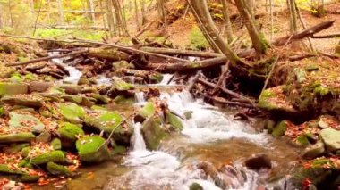 Shypit Karpat Ulusal Parkı 'ndaki harika dağ deresinin 4K görüntüsü. Ağaçlardan düşen yaprakların parlak sonbahar renkleri. Ormanı kış dönemine hazırlıyorum. Karpat Dağları Ukrayna