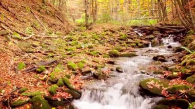 Shypit Karpat Ulusal Parkı 'ndaki harika dağ deresinin 4K görüntüsü. Ağaçlardan düşen yaprakların parlak sonbahar renkleri. Ormanı kış dönemine hazırlıyorum. Karpat Dağları Ukrayna