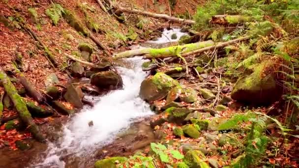 Shypit Karpat Ulusal Parkı 'ndaki harika dağ deresinin 4K görüntüsü. Ağaçlardan düşen yaprakların parlak sonbahar renkleri. Ormanı kış dönemine hazırlıyorum. Karpat Dağları Ukrayna — Stok video