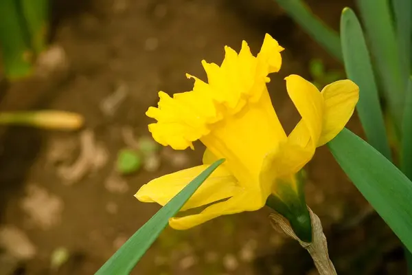 Blumen blühen im Wald in der Nähe des Dorfes. Nahaufnahme von Blumen. — Stockfoto